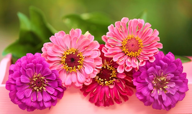 Bouquet di zinnie rosa, viola su verde sfocato