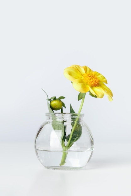 Bouquet floreale minimalista in vaso di vetro rotondo fiore giallo in bottiglia trasparente contro bianco