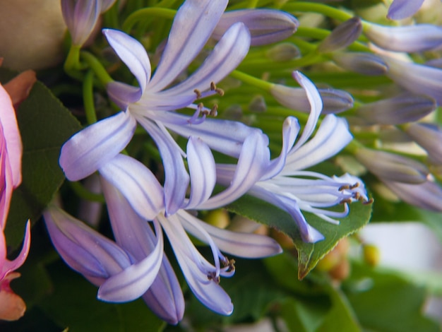 Bouquet floreale