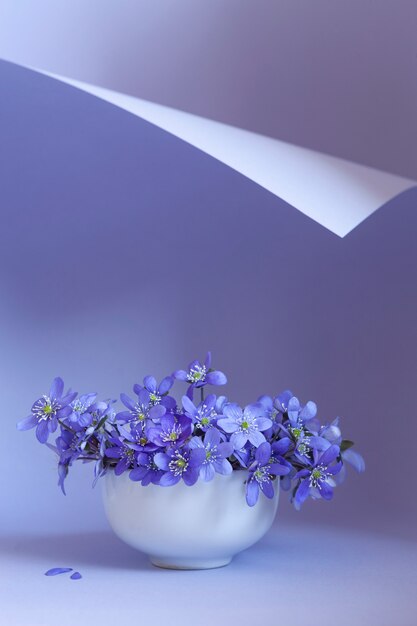 Bouquet fresco di delicati fiori di primavera liverwort Hepatica Nobilis in un vaso bianco su un ricciolo di carta blu
