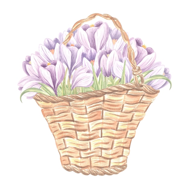 Bouquet primaverile di crocus viola in vintage cesto di viti illustrazione ad acquerello di fiori