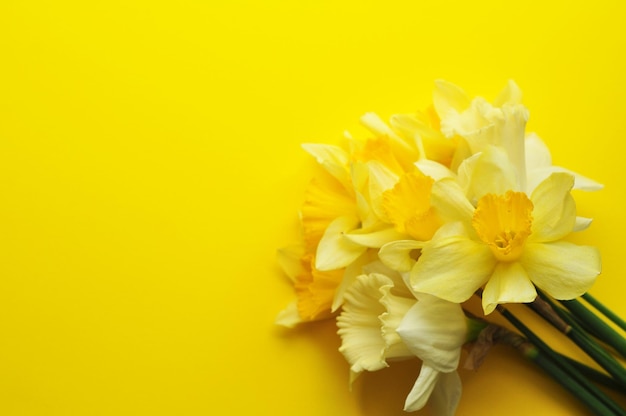 Bouquet primaverile di narcisi su sfondo blu Posto per il testo per la festa della mamma o 8 Marc Vista dall'alto