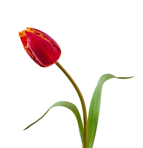 Bouquet primaverile di tulipani rossi isolati su sfondo bianco