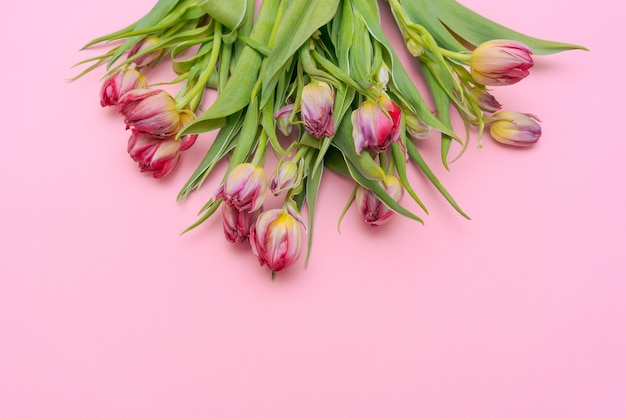 Bouquet rosa con fiori di tulipano cremisi in primavera su sfondo rosa isolato fiore festivo arra