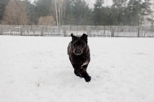 Bouvier des Flandres cane da pastore gioca in inverno all'aperto nella neve