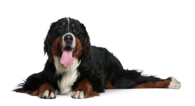 Bovaro bernese, 2 anni. Ritratto di cane isolato