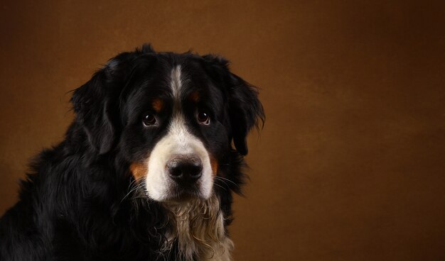 Bovaro bernese che si siede nello studio su blackground marrone e che esamina macchina fotografica