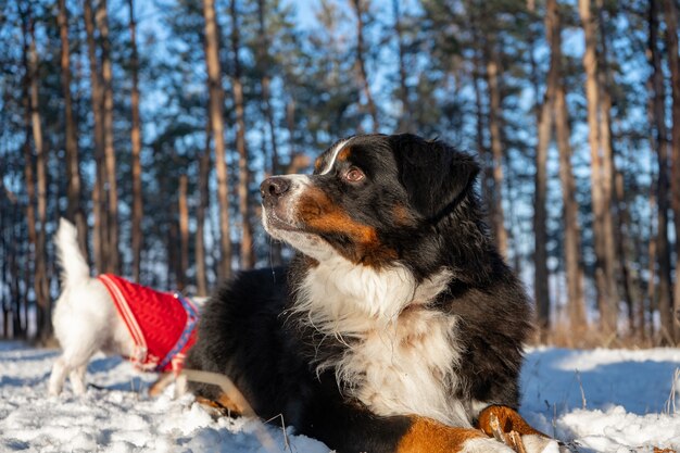 Bovaro bernese con neve sul naso in inverno nevoso. animale domestico divertente che si trova nei cumuli di neve