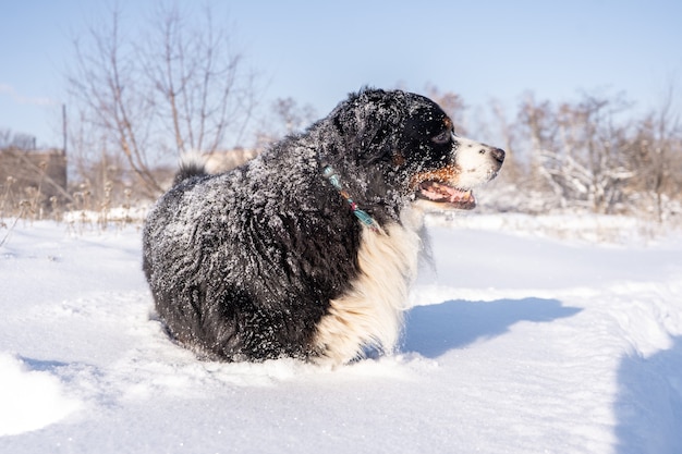 Bovaro bernese coperto di neve che cammina attraverso i grandi cumuli di neve. molta neve sulle strade invernali