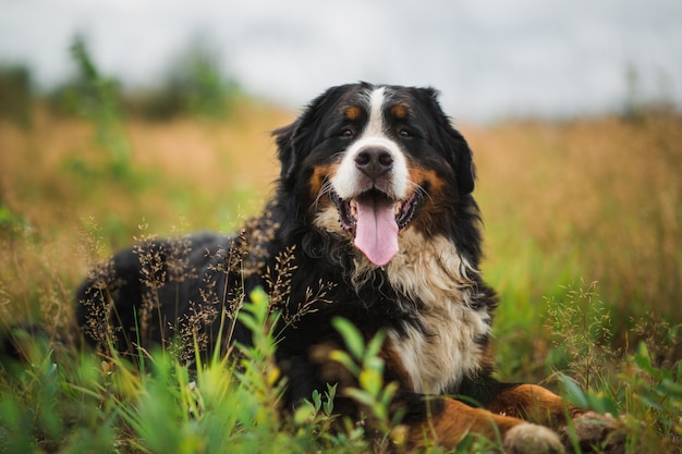 Bovaro bernese nel prato di estate