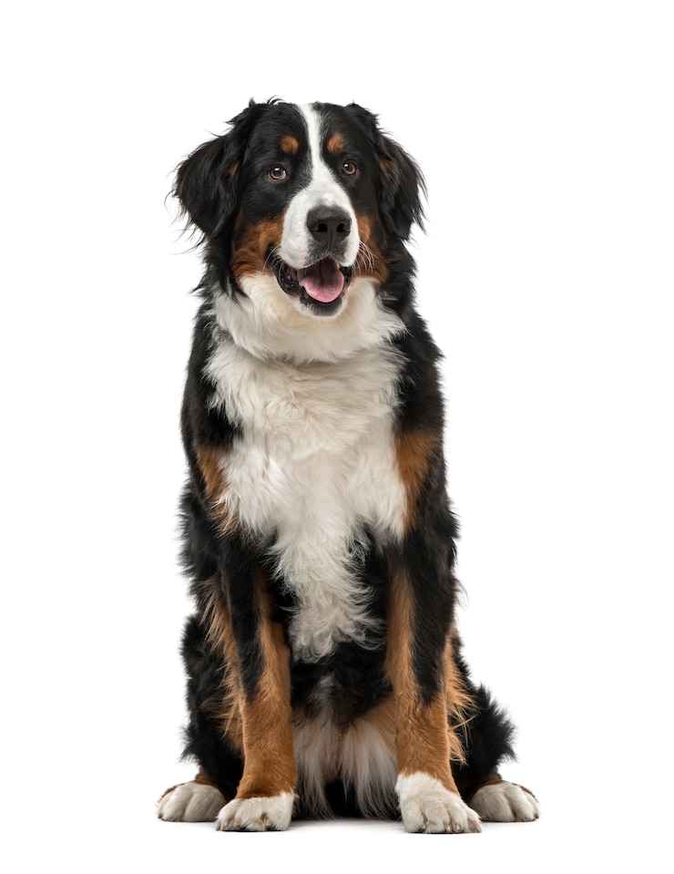 Foto bovaro bernese seduto, isolato su bianco