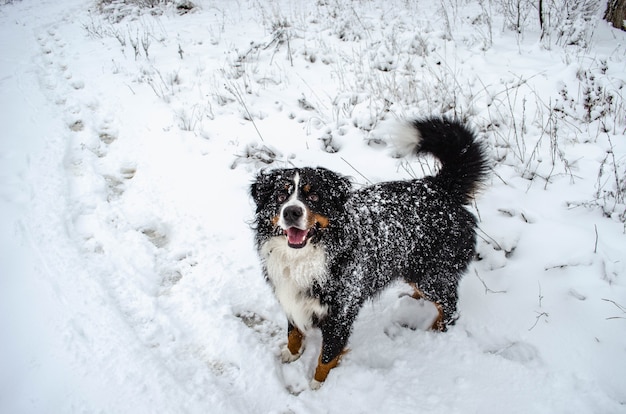 Bovaro del Bernese che gioca nella neve