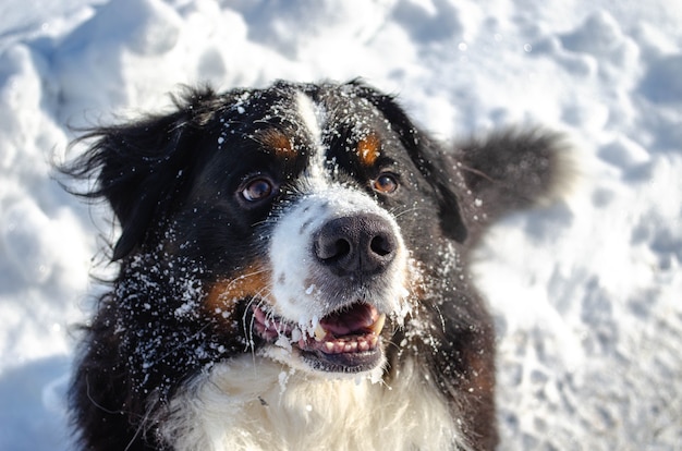 Bovaro del Bernese che gioca nella neve