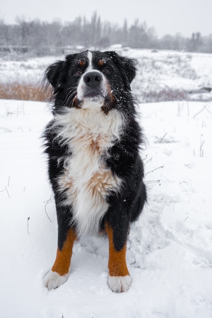 Bovaro del Bernese con la neve sulla sua testa. Happy dog walk in inverno nevoso