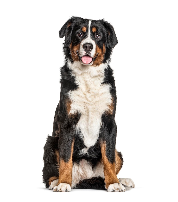 Foto bovaro del bernese isolato su bianco
