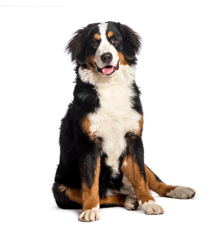 Foto bovaro del bernese seduto di fronte a sfondo bianco