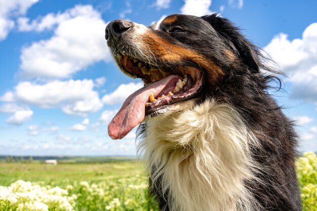 Bovaro del Bernese seduto su un prato verde, lingua fuori, cielo blu, nuvole