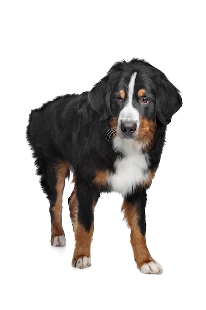 Bovaro del Bernese