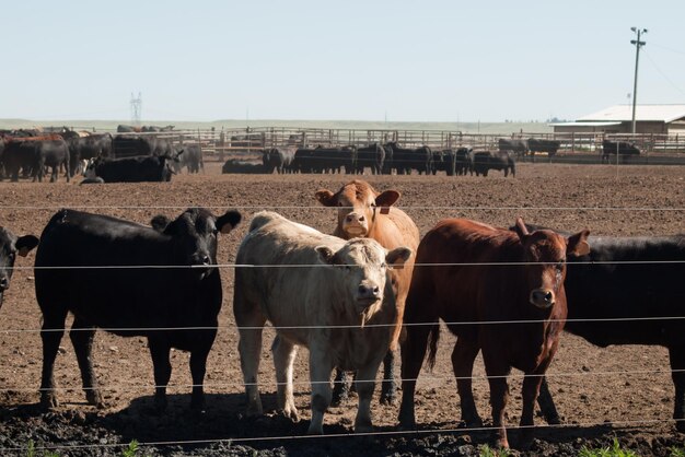 Bovini da carne nel nord del Colorado.