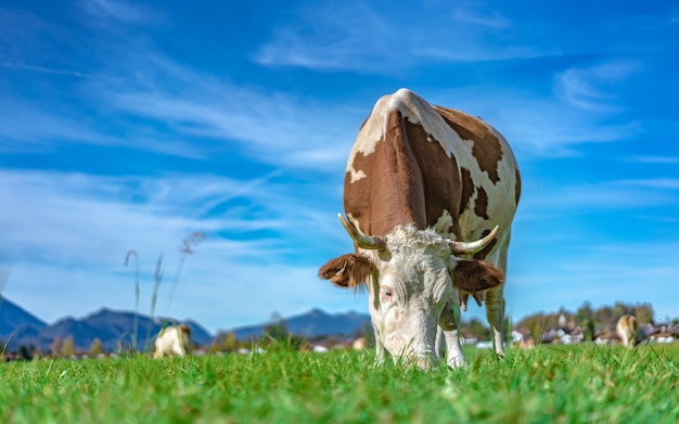 Bovini da latte sani