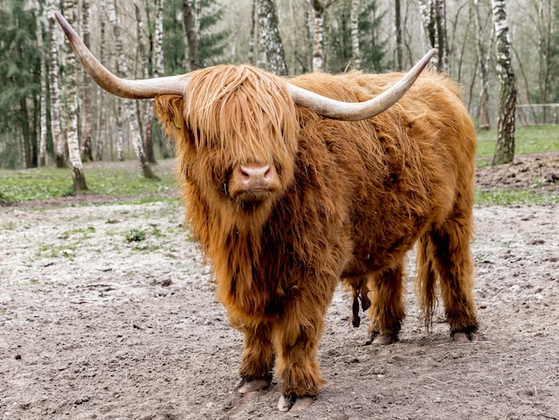 Bovini di montagna in piedi sul campo