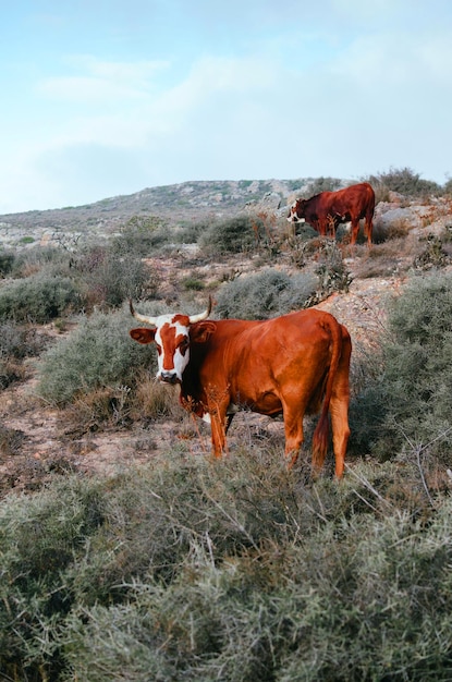 Bovini Di Mucca