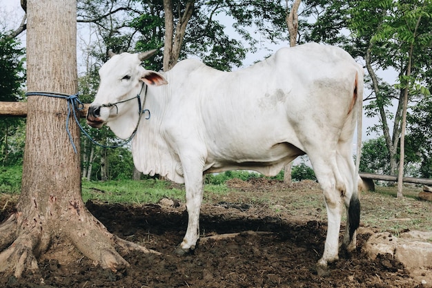 Bovini di razza Ongole o mucca giavanese o mucca bianca o Bos taurus è il bestiame più grande dell'Indonesia in una fattoria tradizionale Indonesia Allevamento di bestiame tradizionale