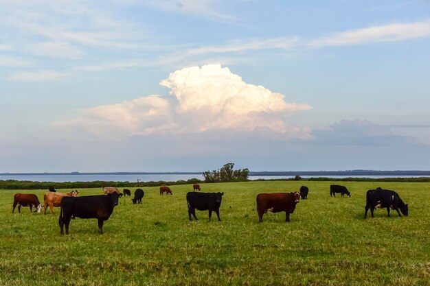 Bovini e giovenche allevati con erba naturale Produzione di carne argentina