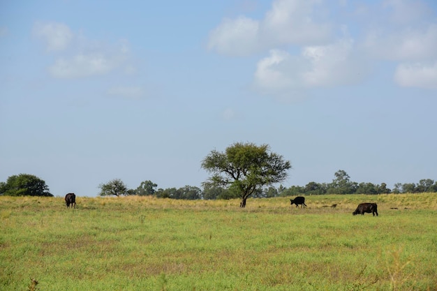 Bovini e giovenche allevati con erba naturale Produzione di carne argentina