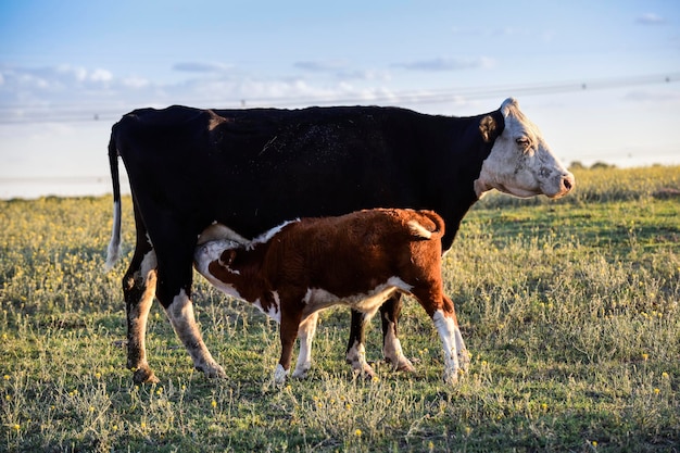 Bovini e vitelli che allattano campagna argentinaLa Pampa Province Argentina