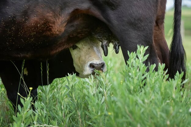 Bovini e vitelli che allattano campagna argentinaLa Pampa Province Argentina