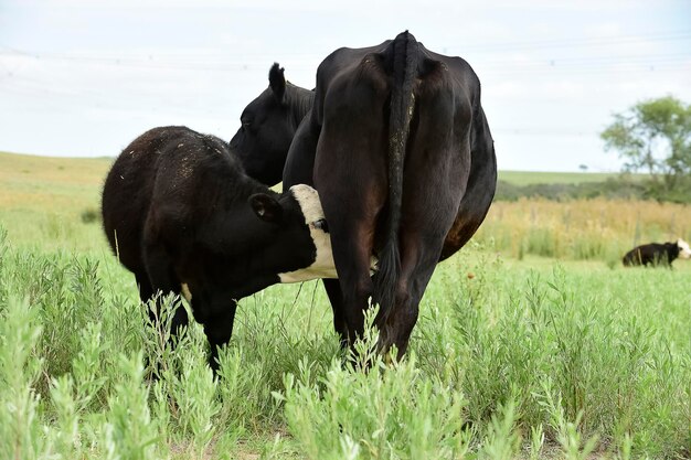 Bovini e vitelli che allattano campagna argentinaLa Pampa Province Argentina