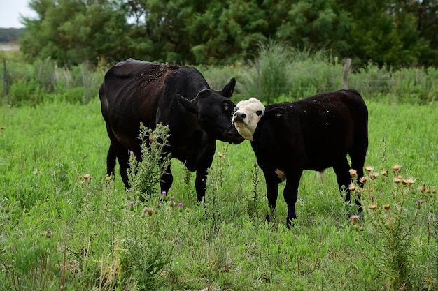 Bovini e vitelli che allattano campagna argentinaLa Pampa Province Argentina