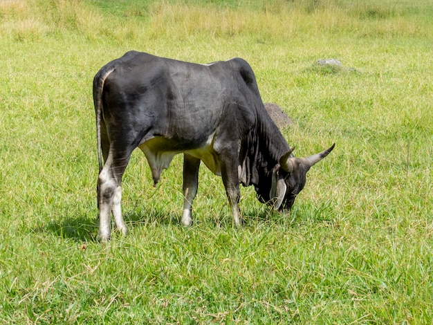 Bovini Guzerat al pascolo sul prato