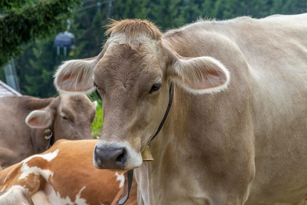 Bovini in Tirolo