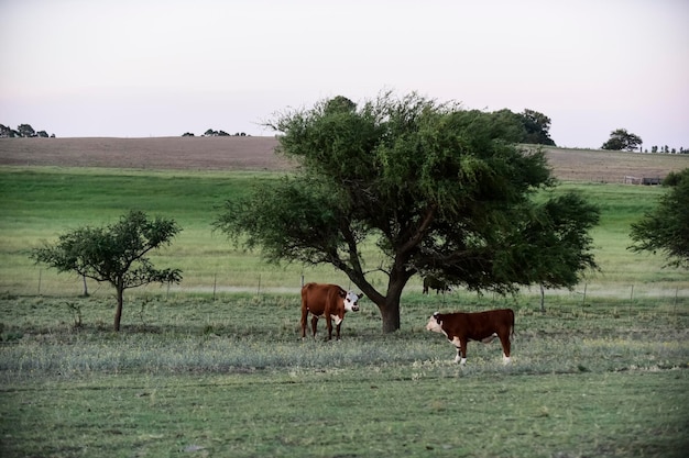Bovini nella campagna argentina Provincia della Pampa Argentina
