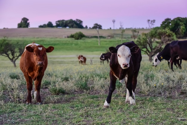 Bovini nella campagna argentina Provincia della Pampa Argentina