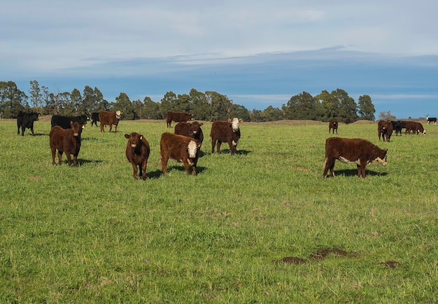 Bovini nella campagna della Pampa La Pampa Provincia della Patagonia Argentina