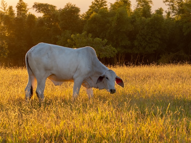 Bovini Nellore in pascolo a fine giornata con tramonto