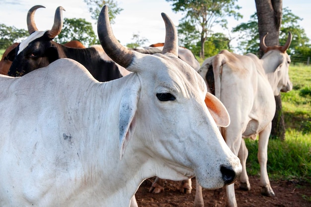 Bovini Nelore al pascolo, mucca bianca