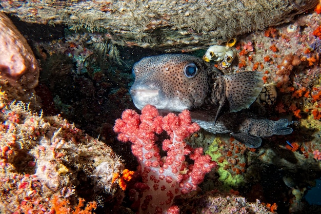 Box pesce palla sullo sfondo della barriera corallina