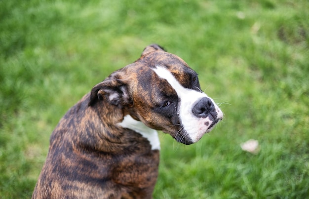 Boxer cane seduto sull'erba fuori