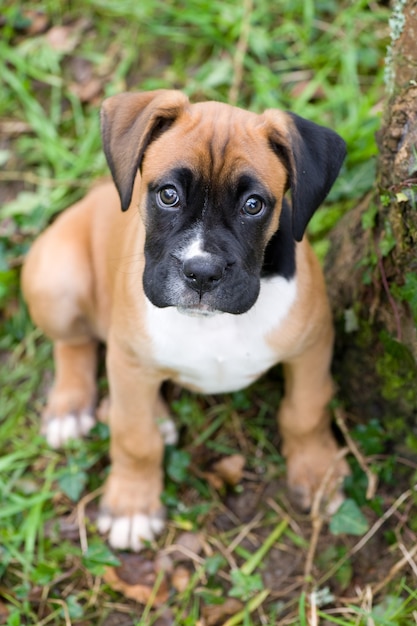 boxer cucciolo in natura