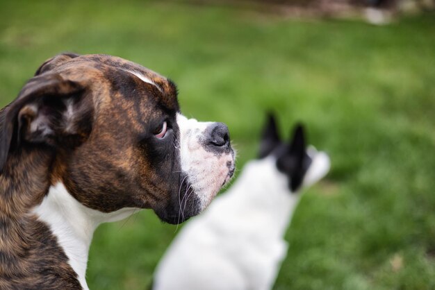 Boxer Dog e Toy Fox Terrier seduti sull'erba fuori