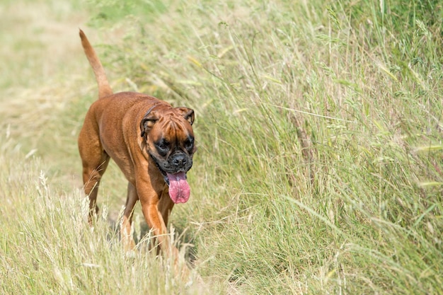 Boxer isolato giovane cucciolo di cane mentre salta sull'erba verde