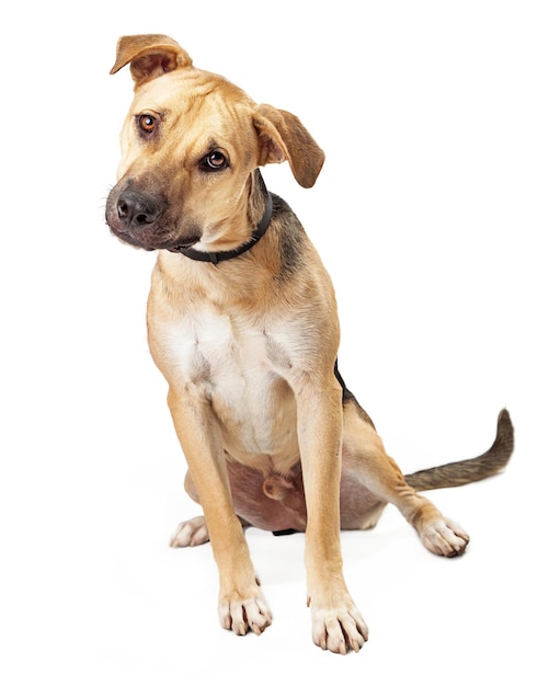 Boxer Mix Cucciolo Seduto Inclinando La Testa