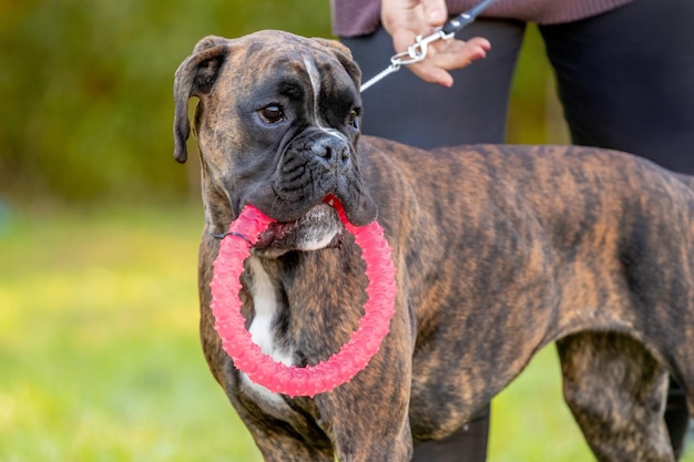 Boxer tedesco di razza canina con un anello di plastica in bocca al guinzaglio vicino alla sua padrona