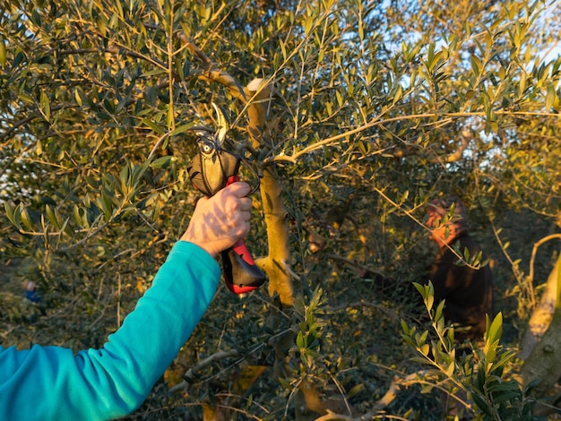 Braccio di donna con potatore elettrico che pota un ulivo