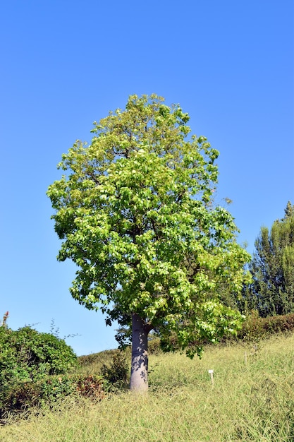 Brachychiton populneus un albero ornamentale utilizzato nel paesaggio