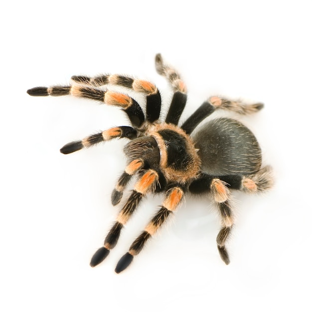 Brachypelma smithi davanti a uno sfondo bianco